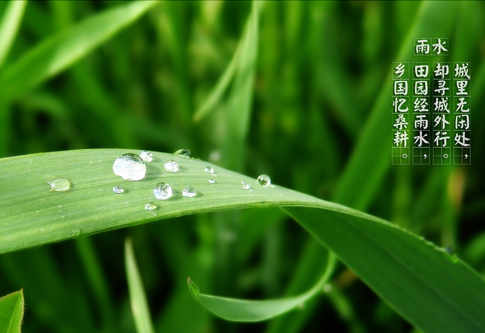 雨水.jpg