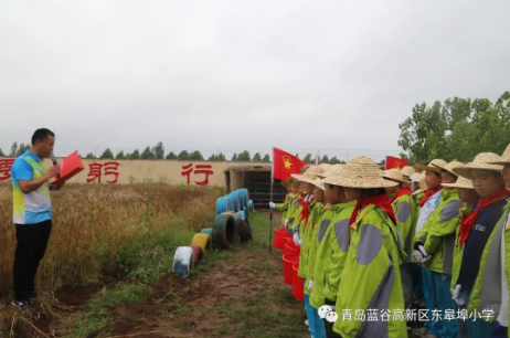 青岛蓝谷高新区东皋埠小学举行首届“小麦节”劳动