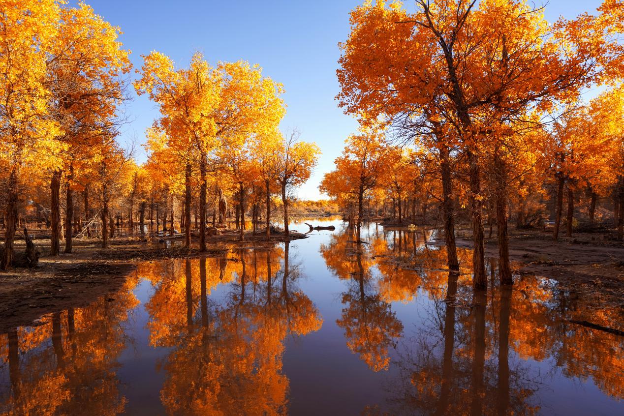 胡杨林里的“神秘访客”轮台县首次拍到草原斑猫珍贵影像