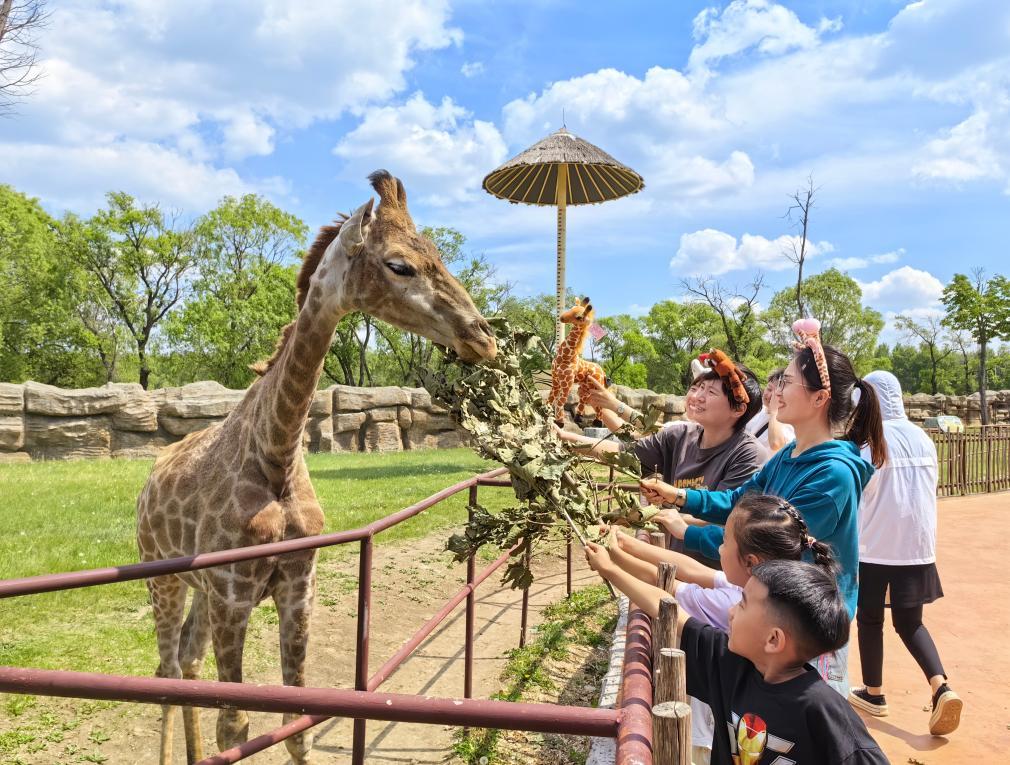 文旅新探丨“六一”儿童节 在动植物园“遇见”童年