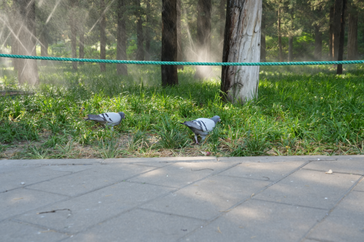生态环境教育进课堂丨漫步北京中轴线，领略雨燕与生物多样性独特魅力
