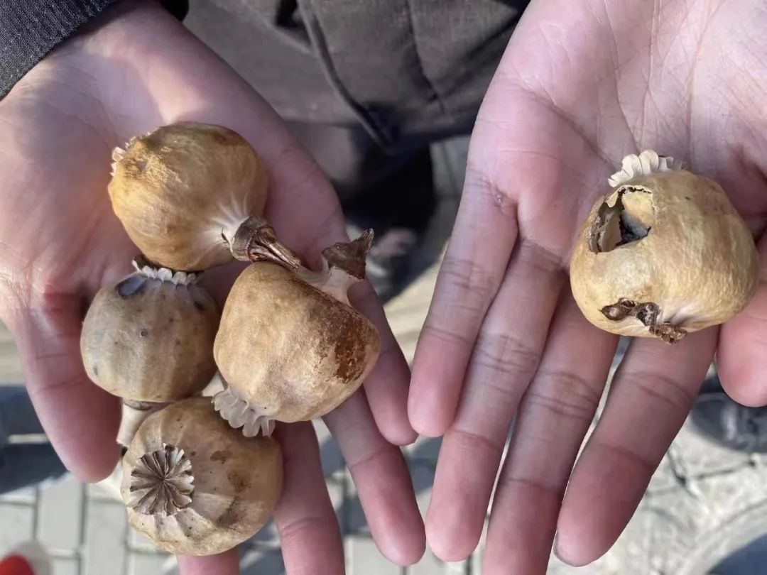 警察叔叔我们好像捡到了罂粟果