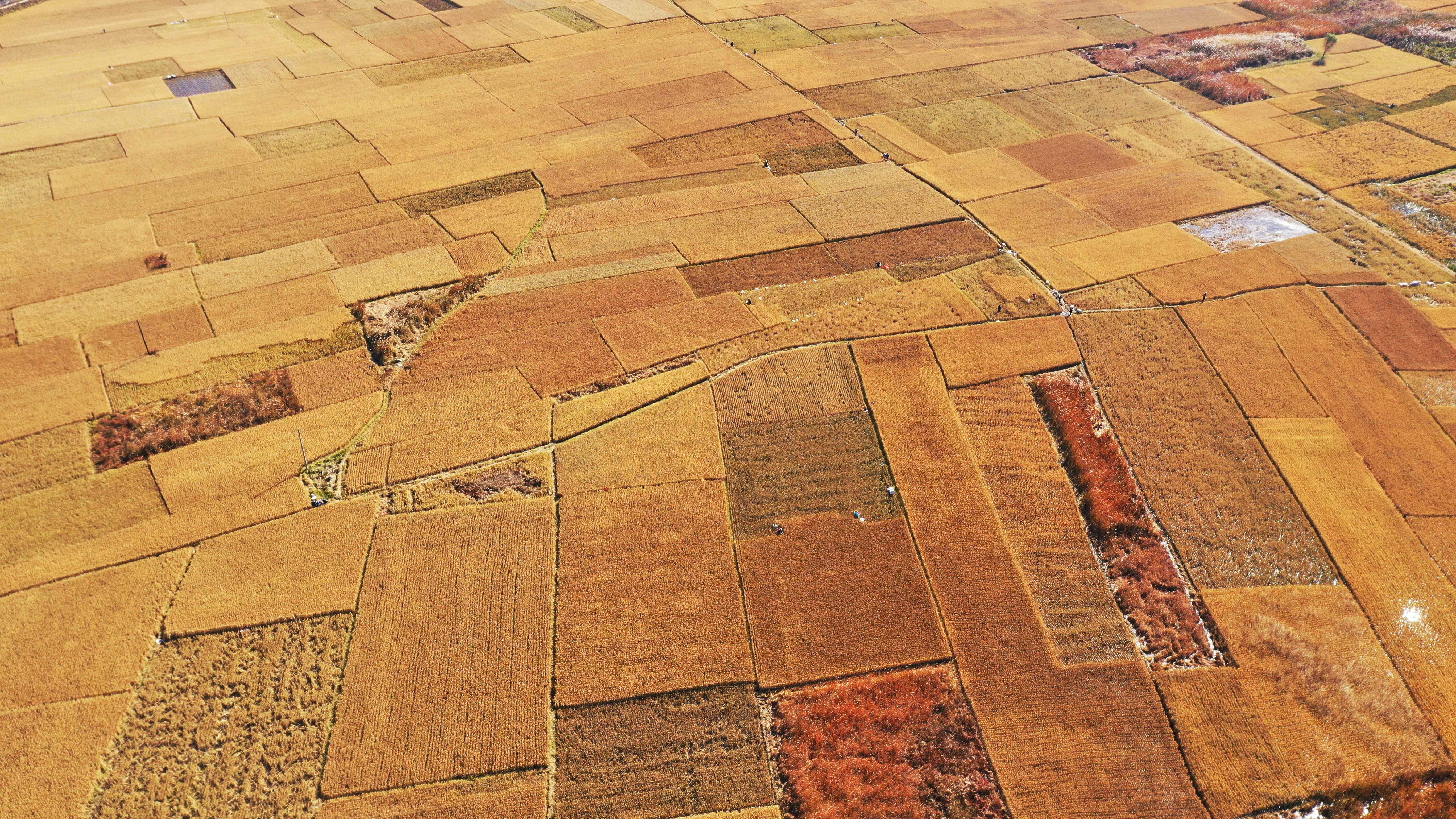 新华全媒丨今秋金秋