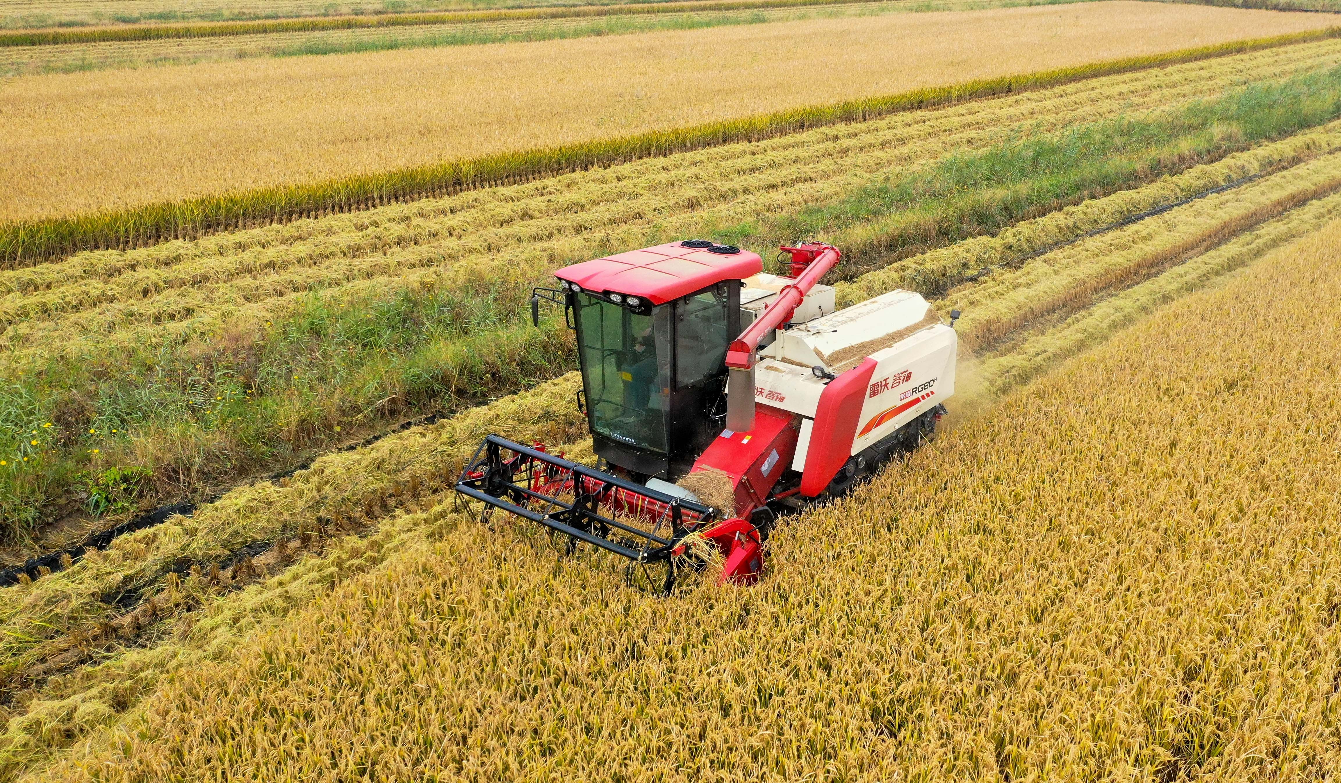 热点>正文10月13日,在天津市津南区小站镇坨子地村,水稻收割机在田间