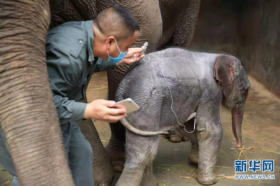 听大象医生讲开学第一课