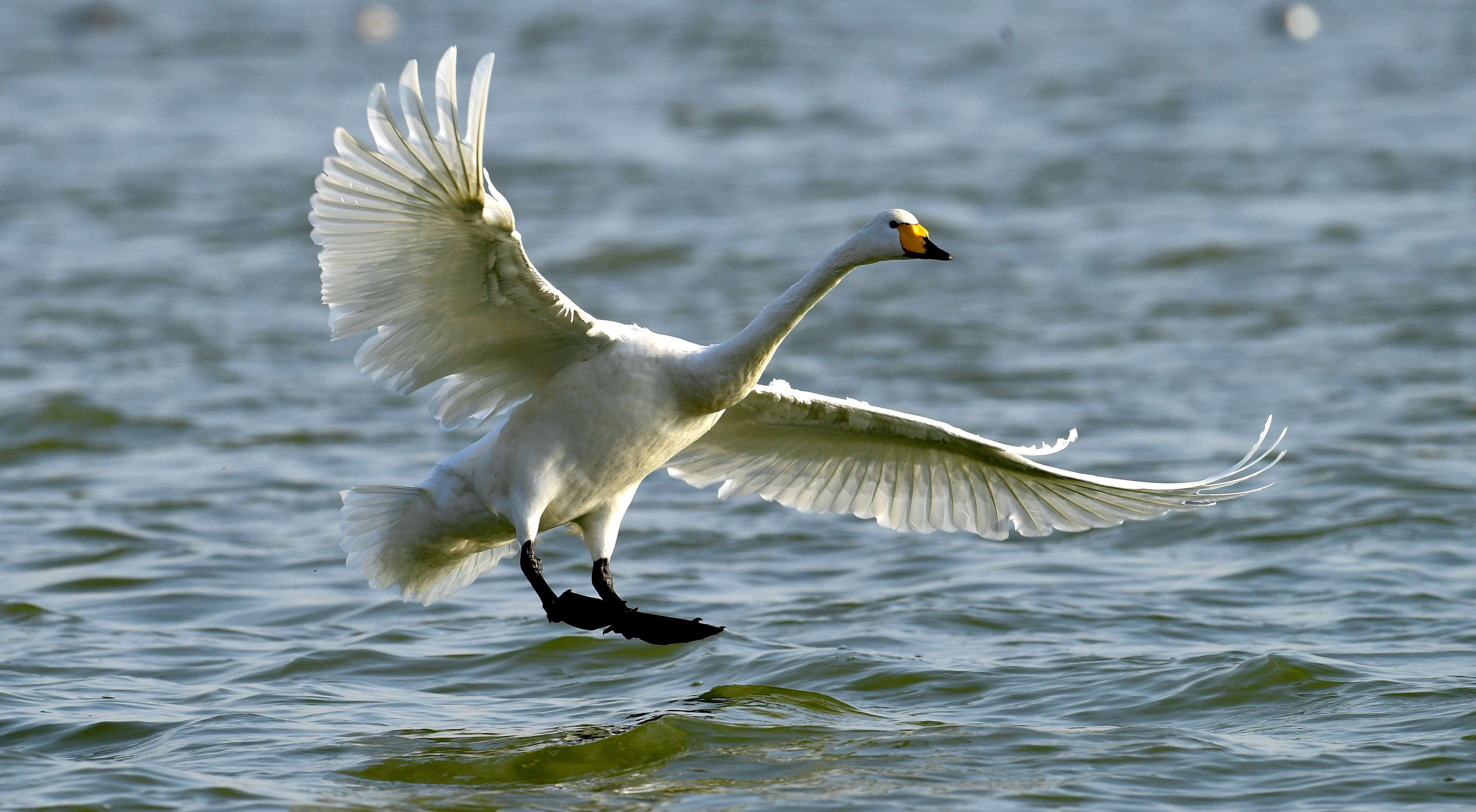 山西平陆数千白天鹅飞抵越冬