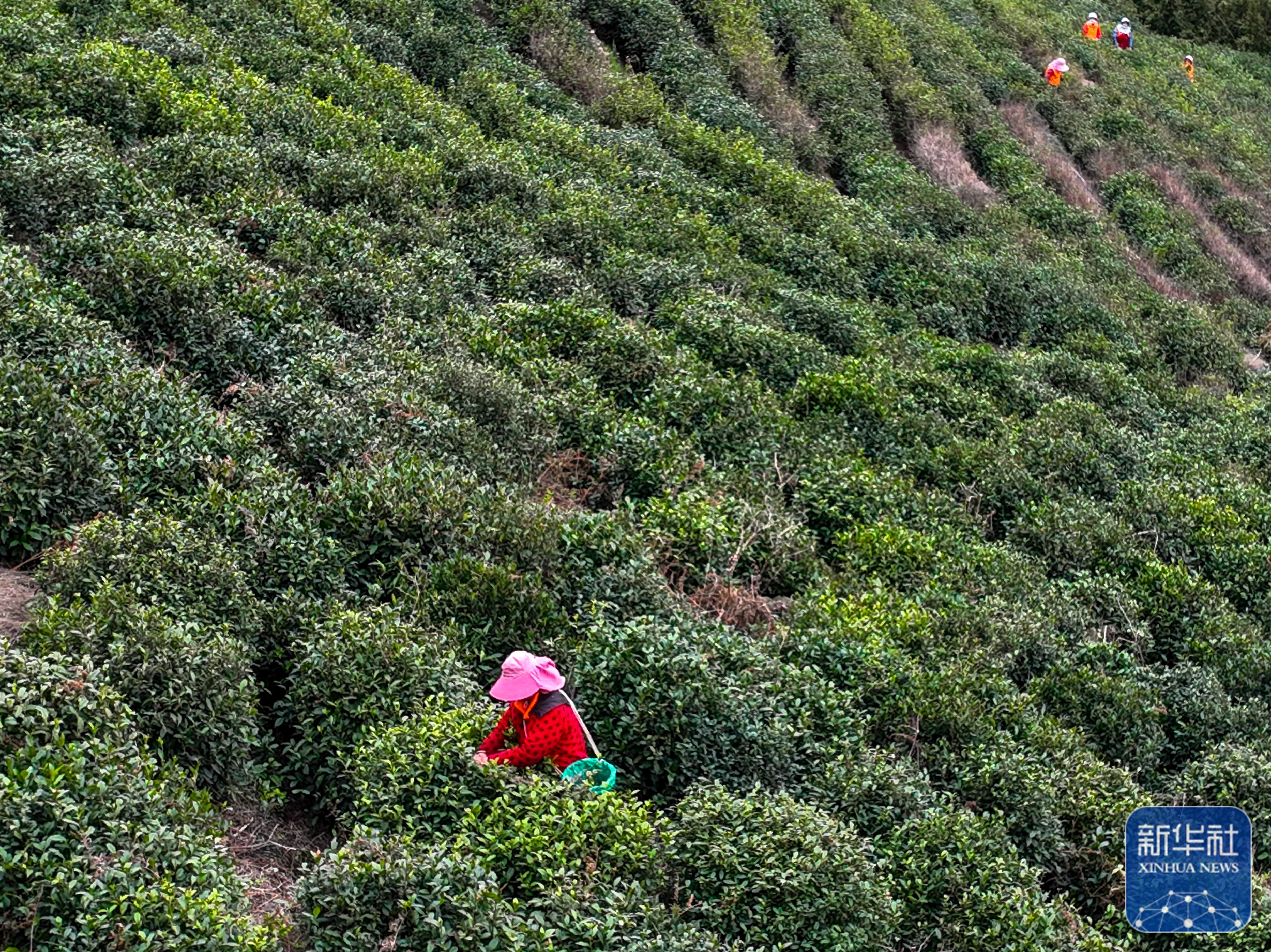 采茶工在碧螺春古茶园采茶(3月16日摄)