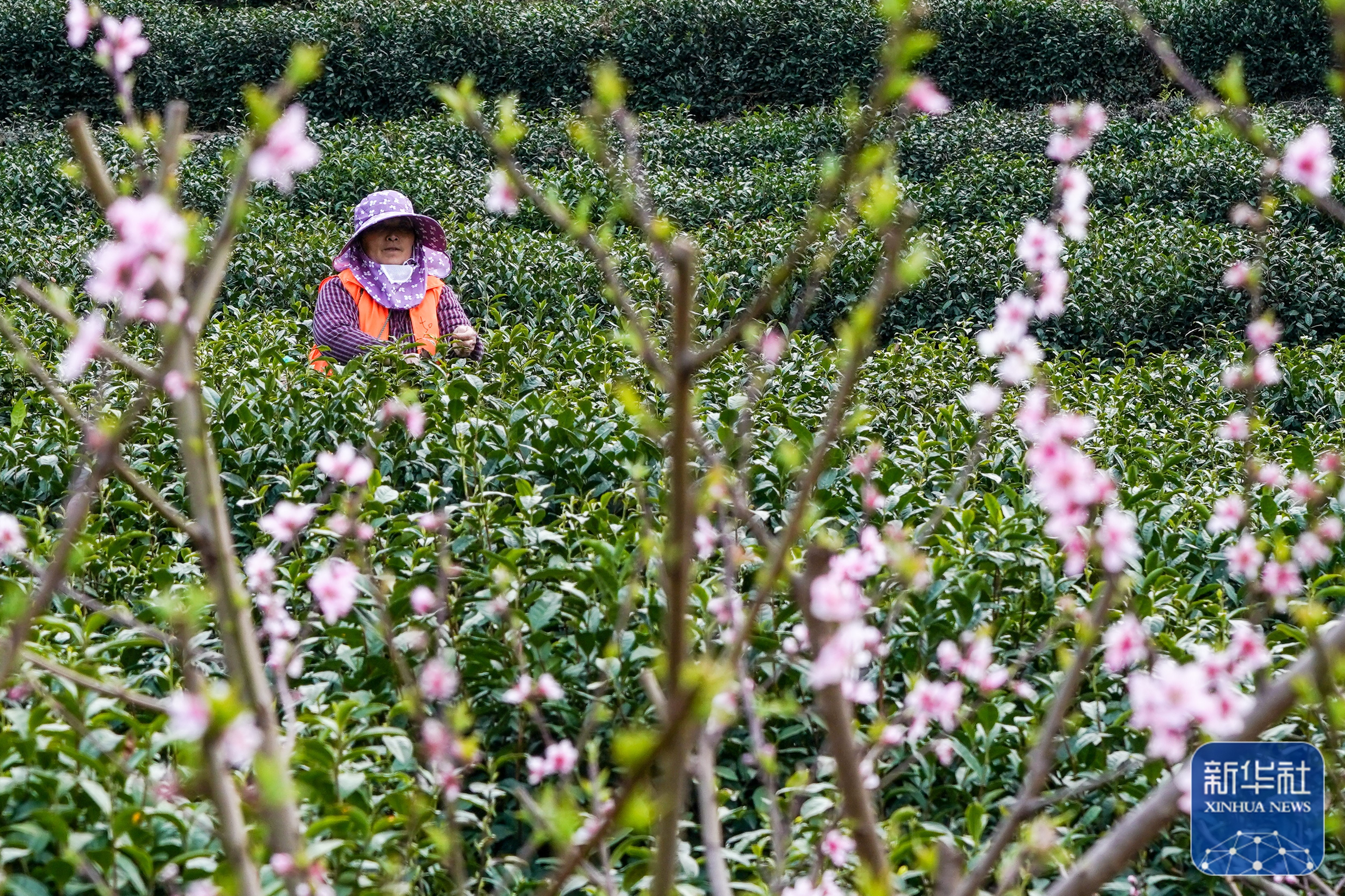 采茶工在碧螺春古茶园采茶(3月16日摄,无人机照片)