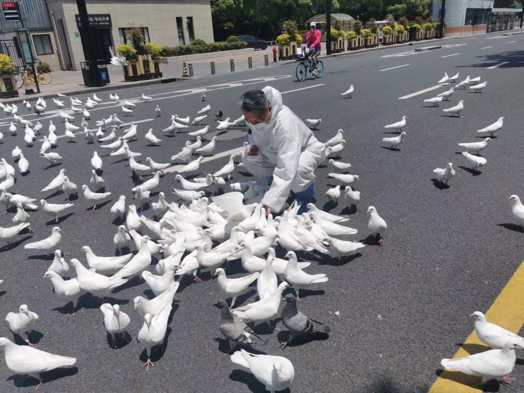 上海市民放心人民广场的鸽子有民警在投喂